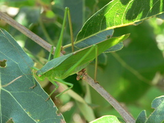 Scudderia curvicauda