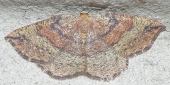 Apodrepanulatrix liberaria