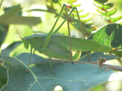 Scudderia curvicauda