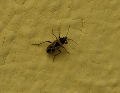 Xanthochilus saturnius