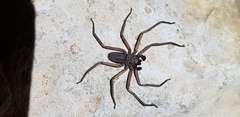 Morebilus