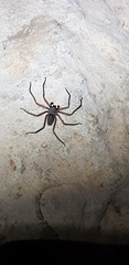 Morebilus