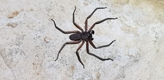 Morebilus