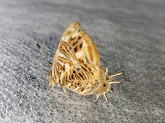 Sarota chrysus