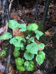 Tiarella stolonifera