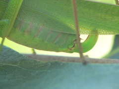 Scudderia curvicauda