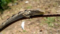 Polychrus acutirostris