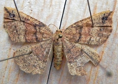 Apodrepanulatrix liberaria