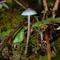 Mycena amicta