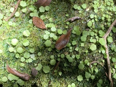 Hydrocotyle modesta