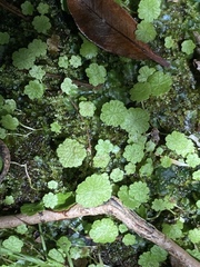 Hydrocotyle modesta