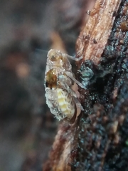 Megamelodes quadrimaculatus