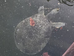 Apalone spinifera guadalupensis