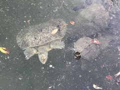 Apalone spinifera guadalupensis