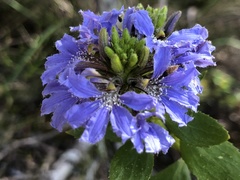Scaevola nitida