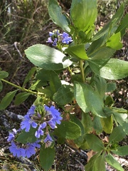 Scaevola nitida