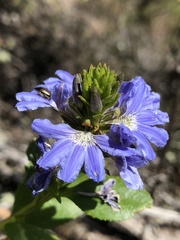 Scaevola nitida
