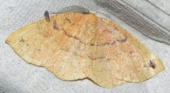 Apodrepanulatrix liberaria