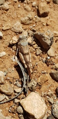 Qualetta maculata
