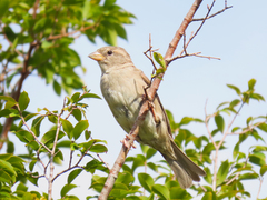 Passer domesticus