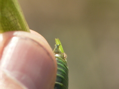 Scudderia curvicauda