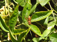 Polistes apachus