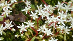 Sedum jaliscanum