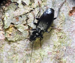 Platynus decentis