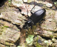 Platynus decentis