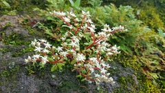 Sedum jaliscanum