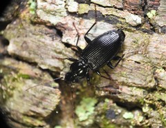 Platynus decentis