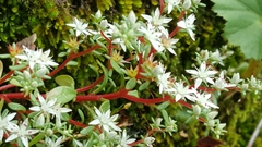Sedum jaliscanum