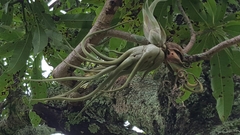 Tillandsia caput-medusae