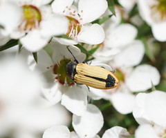 Castiarina fossoria
