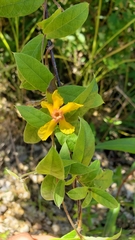Mandevilla subsagittata