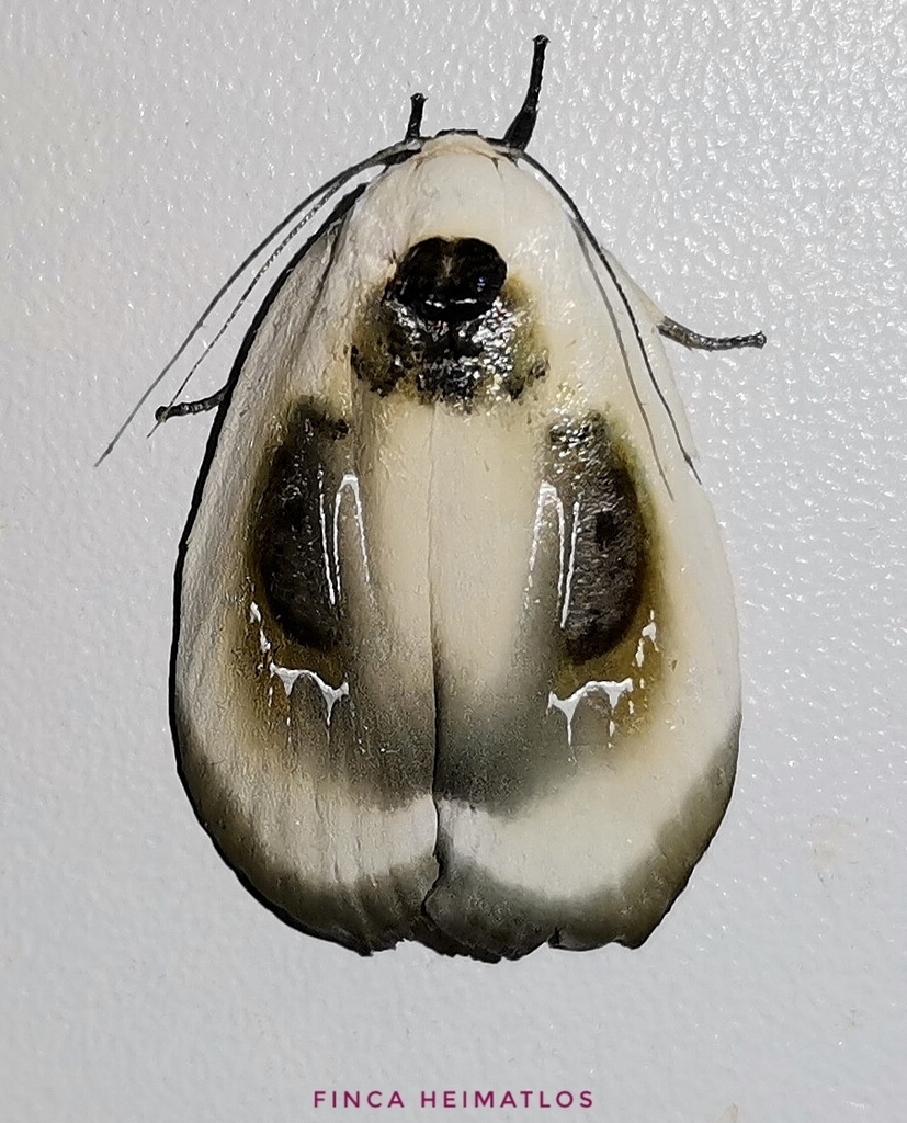 Mysaromima liquescens