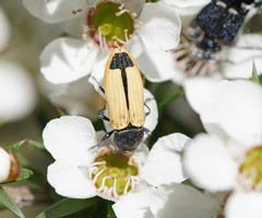 Castiarina fossoria