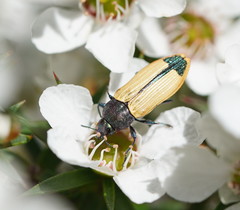 Castiarina fossoria