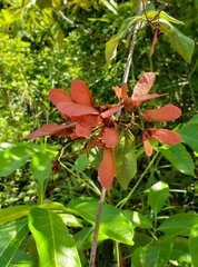 Heteropterys brachiata