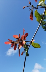 Heteropterys brachiata