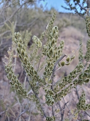 Mortonia scabrella