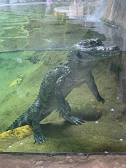 Alligator sinensis