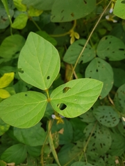 Calopogonium mucunoides