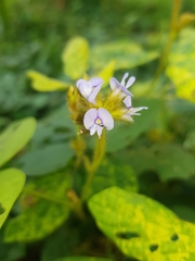 Calopogonium mucunoides