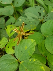 Calopogonium mucunoides