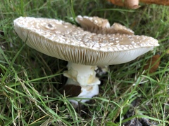 Gemmatae
