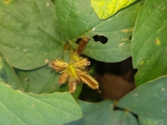 Calopogonium mucunoides