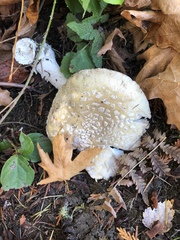 Gemmatae