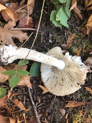 Gemmatae