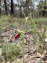 Calochilus robertsonii